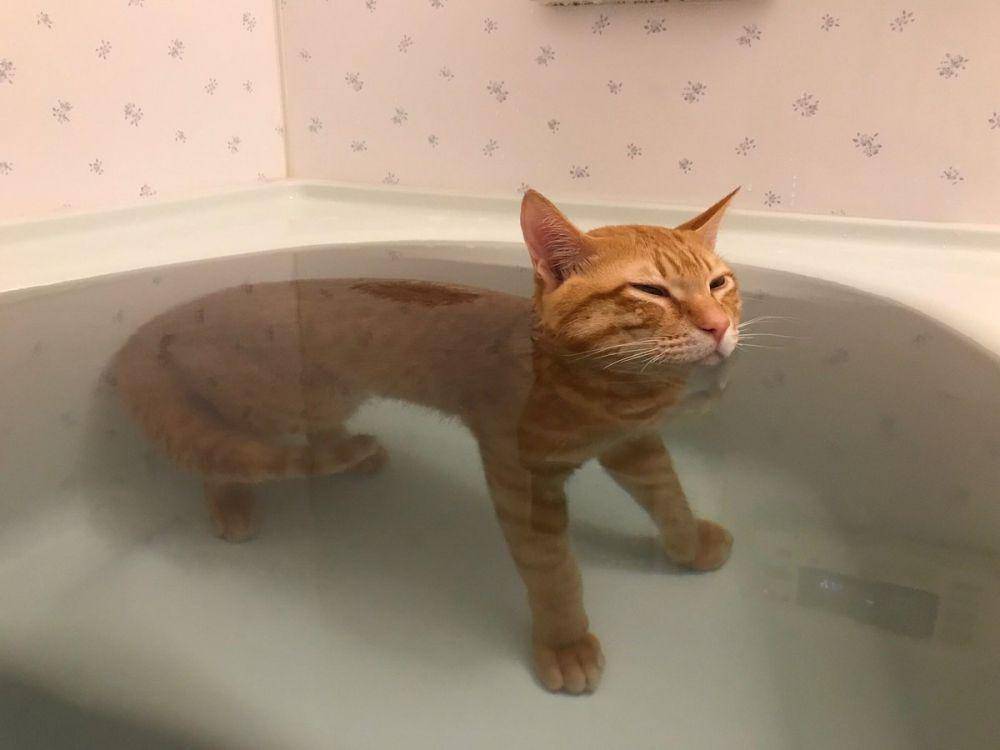 kucing mandi (reddit.com/user/ted1158)