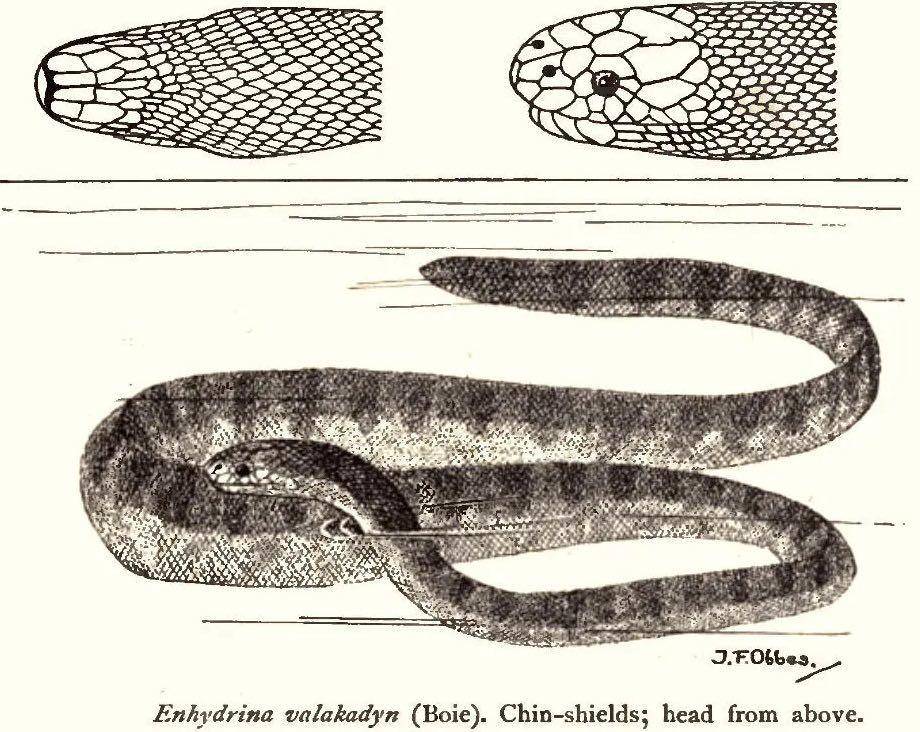 Zweifel’s beaked sea snake (owlcation.com)