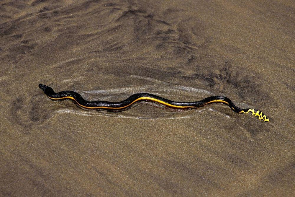 7 Ular Laut Paling Berbisa Berbahaya Mematikan, Jangan Diganggu!
