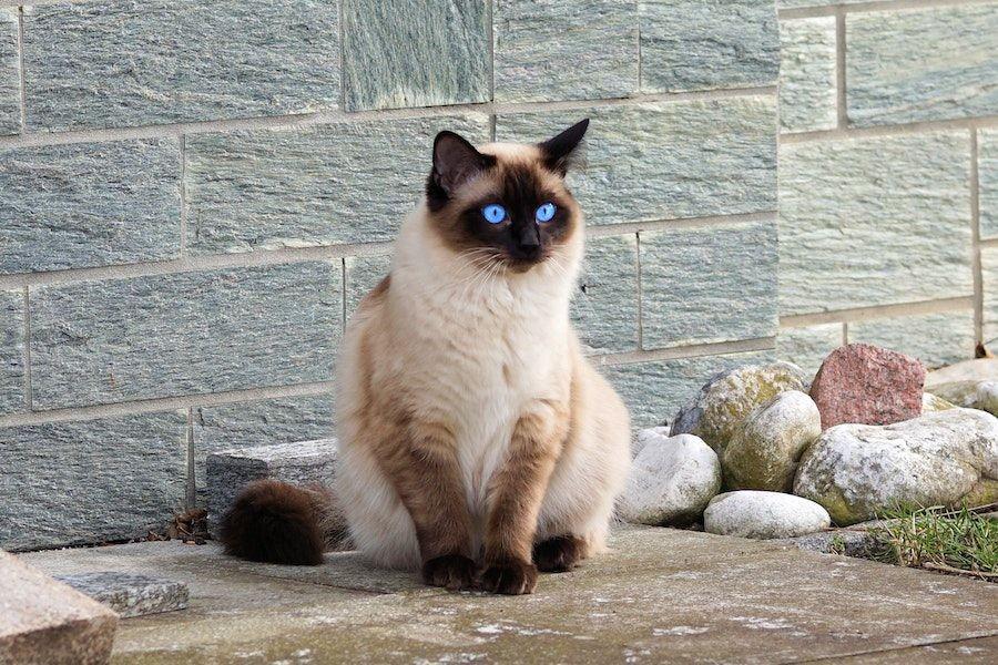 6 Fakta Kucing Siam, Bulunya Bisa Berubah Warna Sesuai Suhu