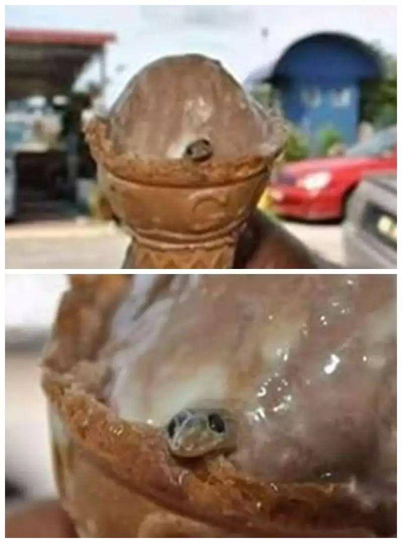 momen apes saat makan es krim (twitter.com/fbreceh)