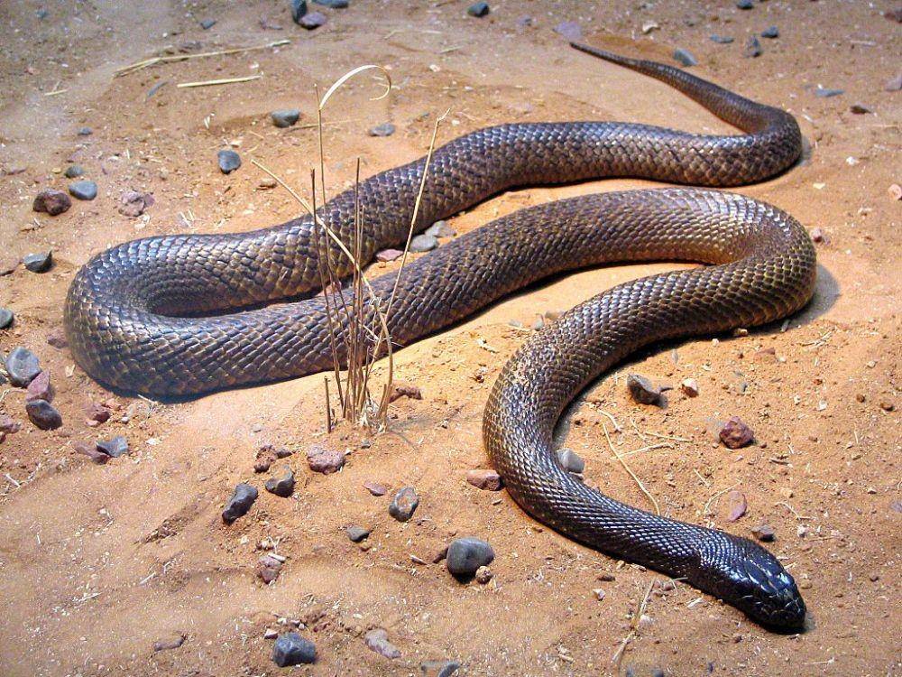 taipan daratan (Wikimedia Commons/XLerate)