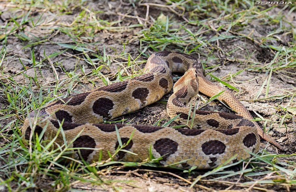 viper russel (Wikimedia Common/Dfpindia)