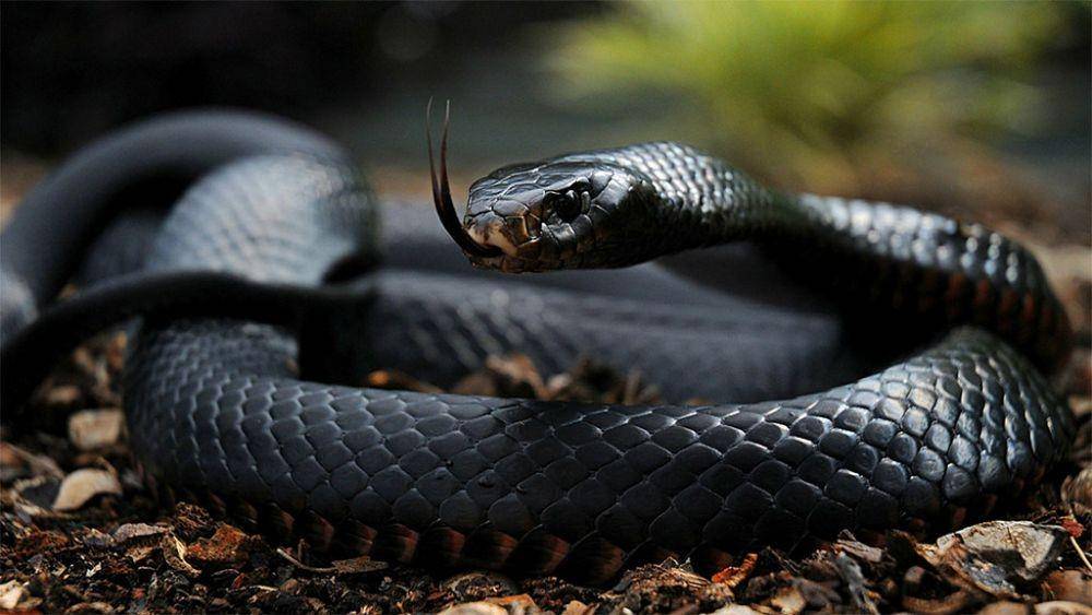 black mamba (Flickr/World Leaks)