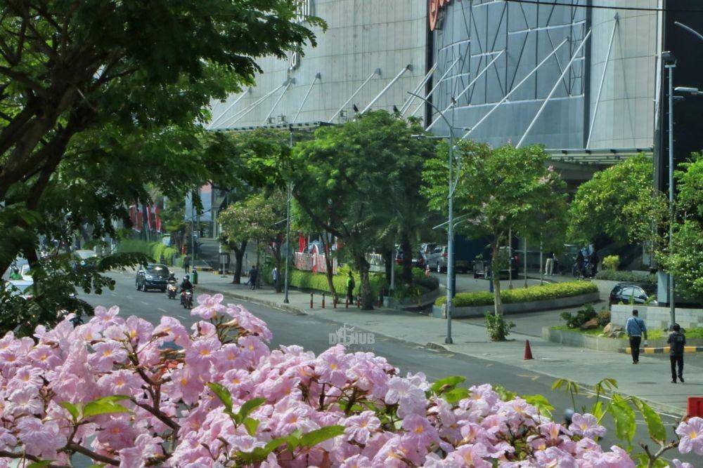 Potret bunga tabebuya bermekaran di Surabaya (instagram.com/dishubsurabaya)