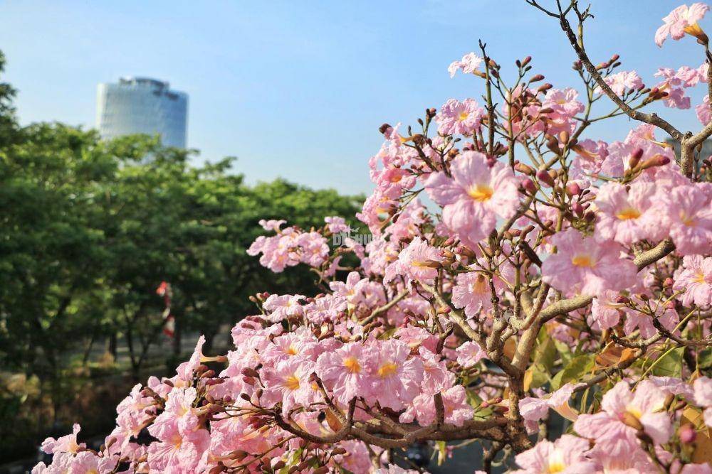 Potret bunga tabebuya bermekaran di Surabaya (instagram.com/dishubsurabaya)