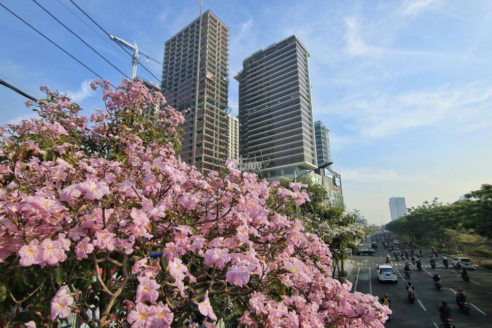 Potret bunga tabebuya bermekaran di Surabaya (instagram.com/dishubsurabaya)