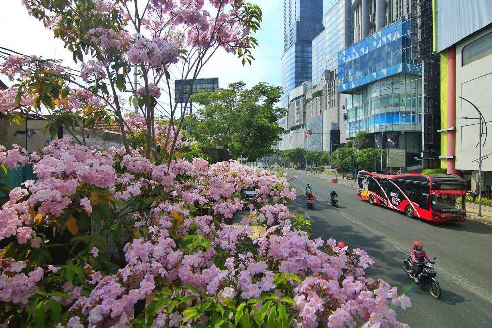 Potret bunga tabebuya bermekaran di Surabaya (instagram.com/dishubsurabaya)