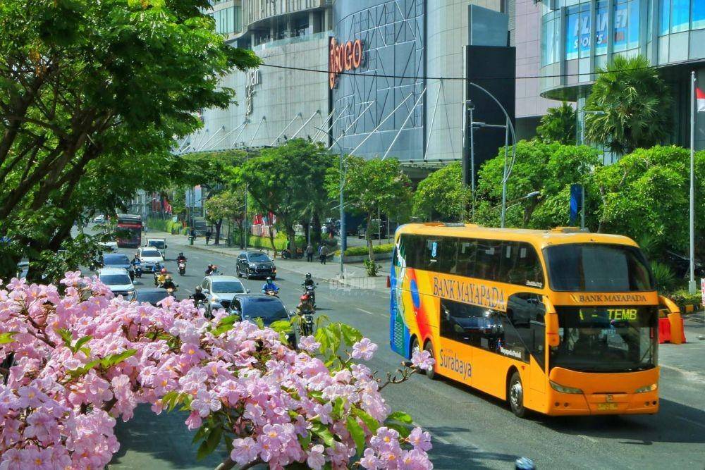 Potret bunga tabebuya bermekaran di Surabaya (instagram.com/dishubsurabaya)
