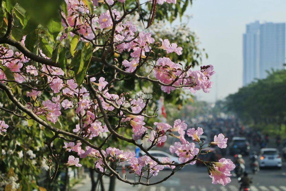 Potret bunga tabebuya bermekaran di Surabaya (instagram.com/dishubsurabaya)