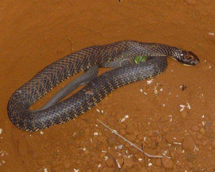 ular macan (Wikimedia Commons/JAW)