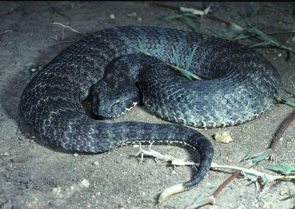death adder (Wikimedia Commons/John Wombey, CSIRO)