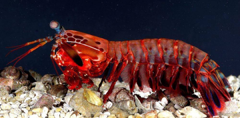 udang mantis (dok. PxHere)