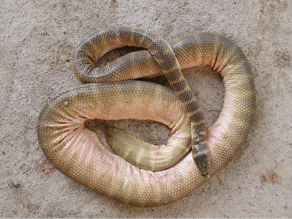 ular laut belcher (Wikimedia Commons/Rasmussen AR, Murphy JC, Ompi M, Gibbons JW, Uetz P)