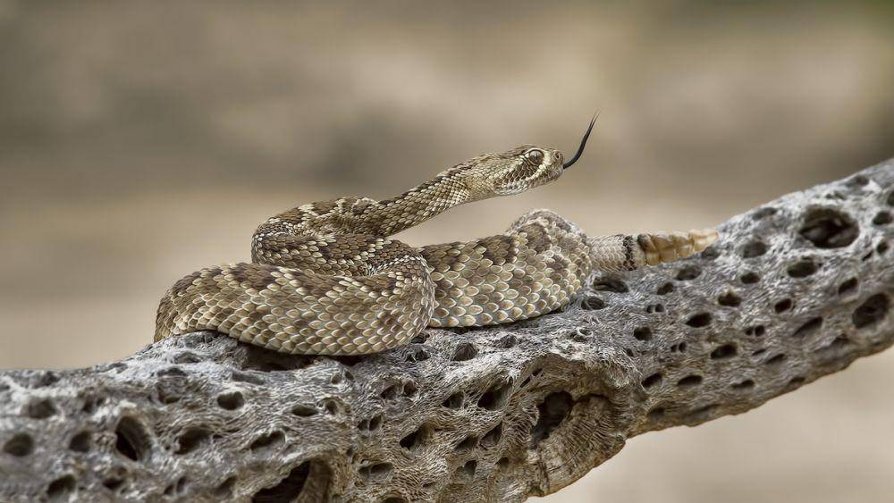 ular derik mojave (Wikimedia Commons/Alan D. Wilson)