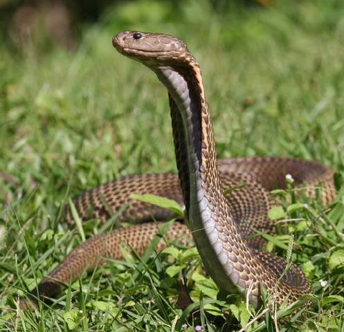 kobra filipina (Wikimedia Common/By Mario Lutz)