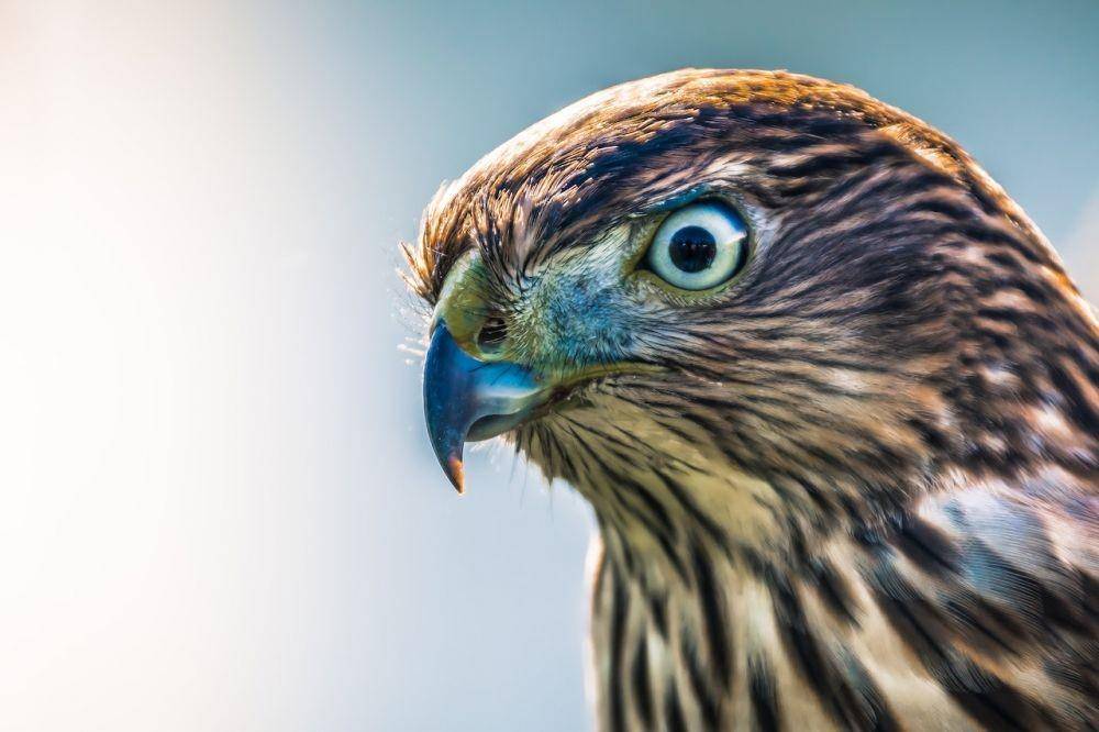 burung rajawali (Pexels/Brett Sayles)