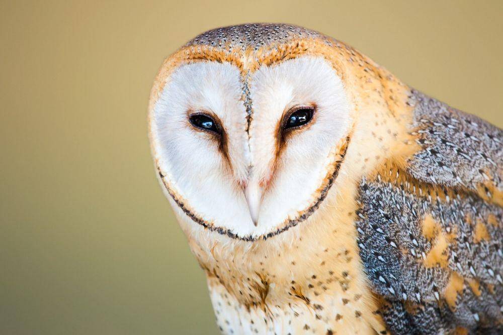 burung hantu (Pexels/Jean van der Meulen)