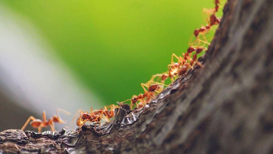 gambar semut di pohon (pixabay.com/monsterpong09)