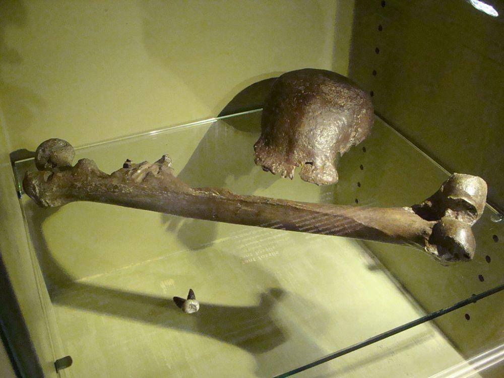 Pithecanthropus Erectus (Wikimedia Commons/Peter Maas)