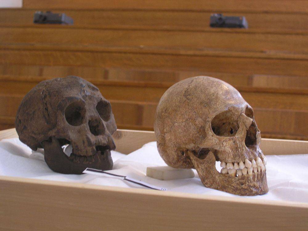Homo Floresiensis (Wikimedia Commons/Avandergeer)