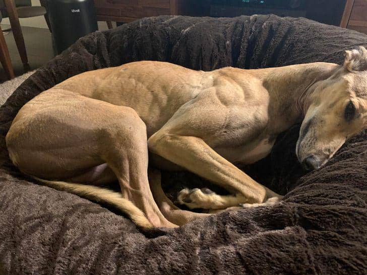 potret unik penemuan unik (reddit.com/user/degeneration)