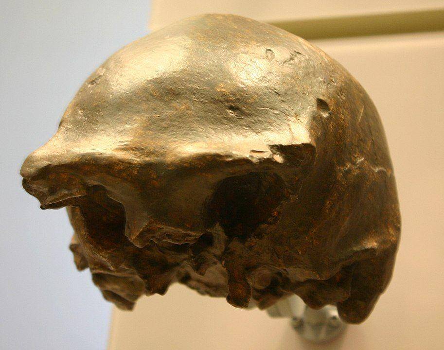 Homo Soloensis (Wikimedia Commons/Ryan Somma)