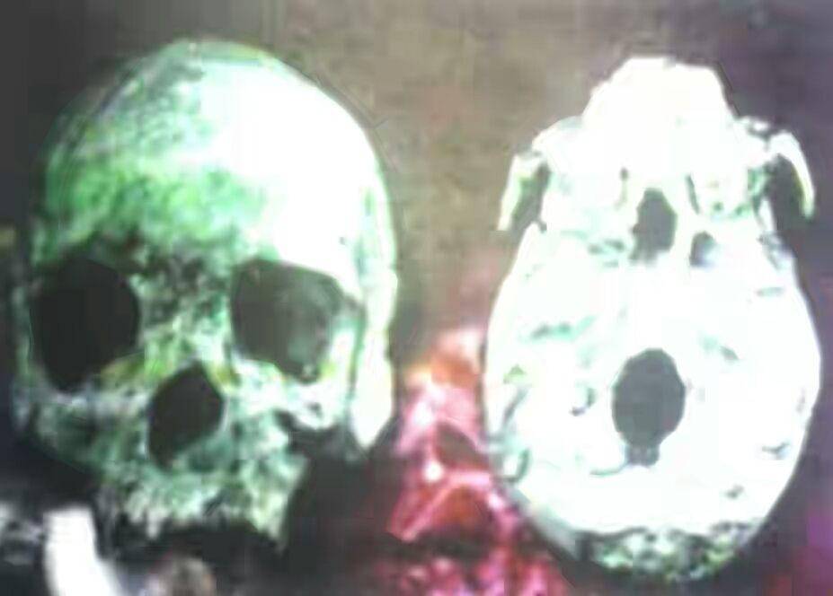 Homo Wajakensis (Wikimedia Commons/Harry Widianto dan Truman Simanjuntak)