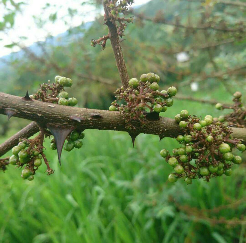 Cara Menanam Andaliman, Rempah Wajib Masakan Batak