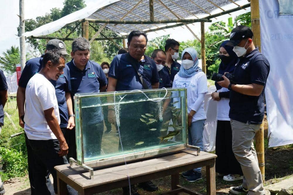 PLN dan Gamawader Berupaya Lestarikan Ikan Wader Pari