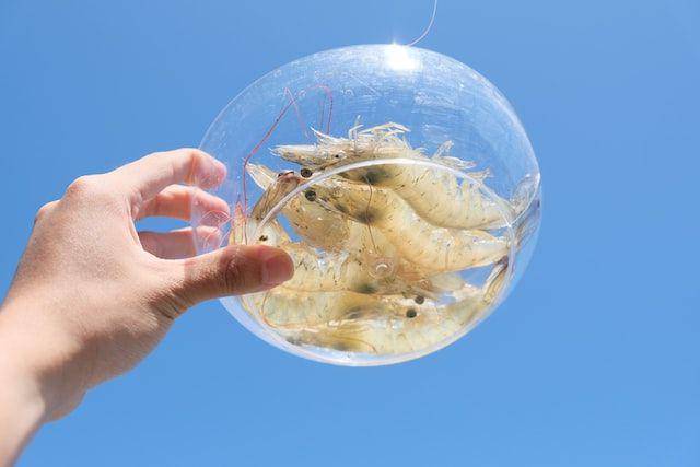 ilustrasi udang (unsplash.com/James Tiono)