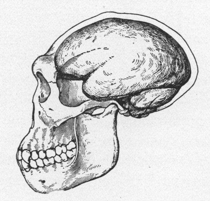 Pithecanthropus Soloensis (Wikimedia Commons/J. H. McGREGOR)