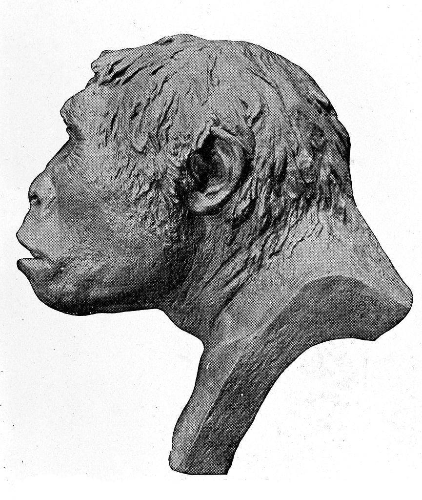 Pithecanthropus Mojokertensis (Wikimedia Commons/Fæ)