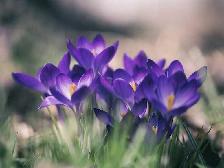 bunga Violet (unsplash.com/Aaron Burden)