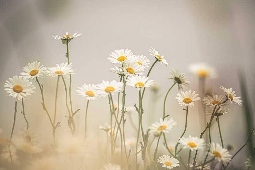 bunga Daisy (unsplash.com/Kristine Cinate)