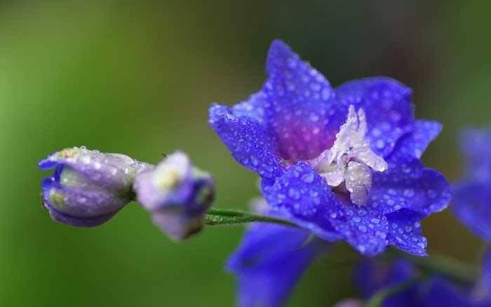 bunga Larkspur (unsplash.com/Dominik Scythe)