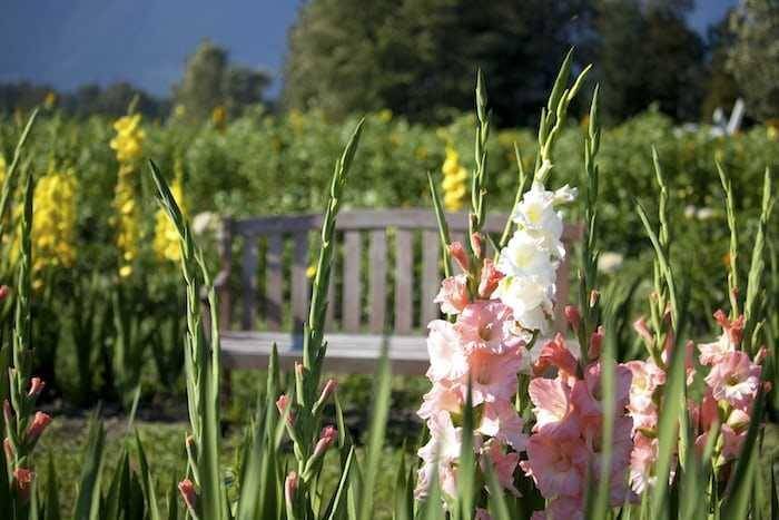 bunga Gladiol (unsplash.com/Yuta Koike)