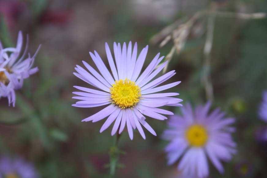 bunga Aster (unsplash.com/Daniella Cressman)