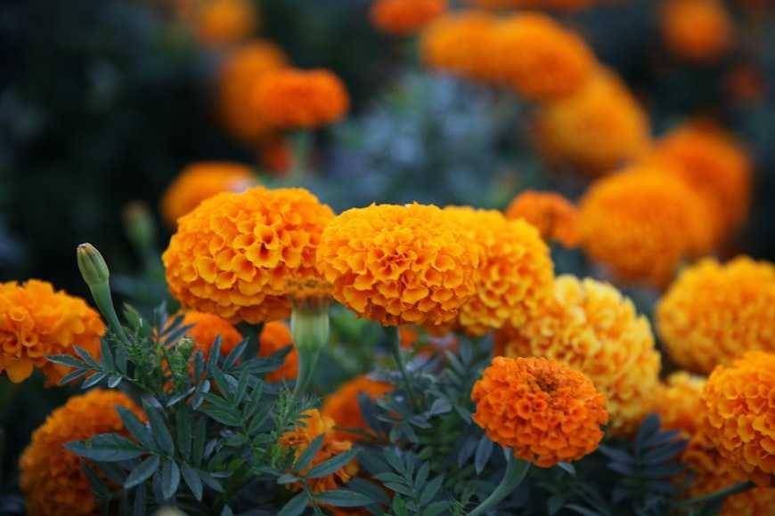 bunga Marigold (unsplash.com/jkiwi)