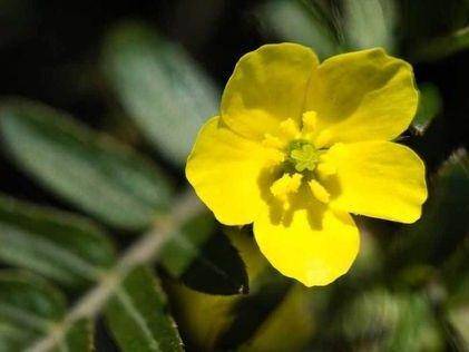 ilustrasi tribulus terrestris (pinterest.com/Healthline)