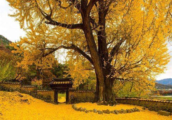ilustrasi pohon ginkgo biloba (pinterest.com/National Geographic Espana)