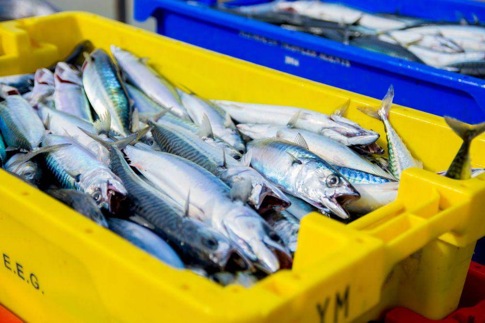 ilustrasi ikan laut (unsplash.com/Richard Bell)