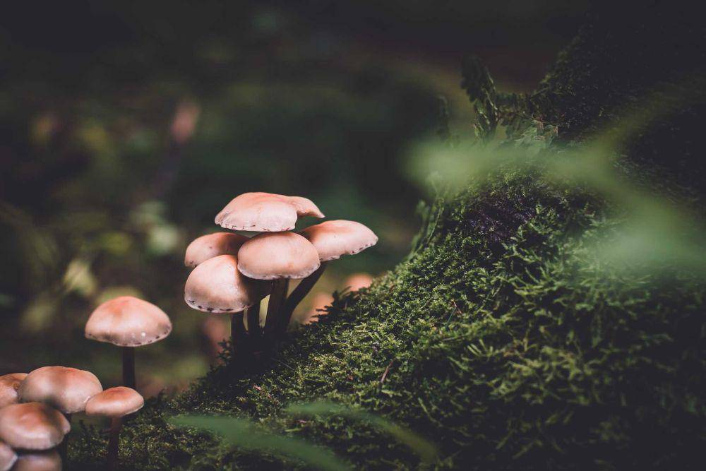 ilustrasi jamur (unsplash.com/@presetbase)