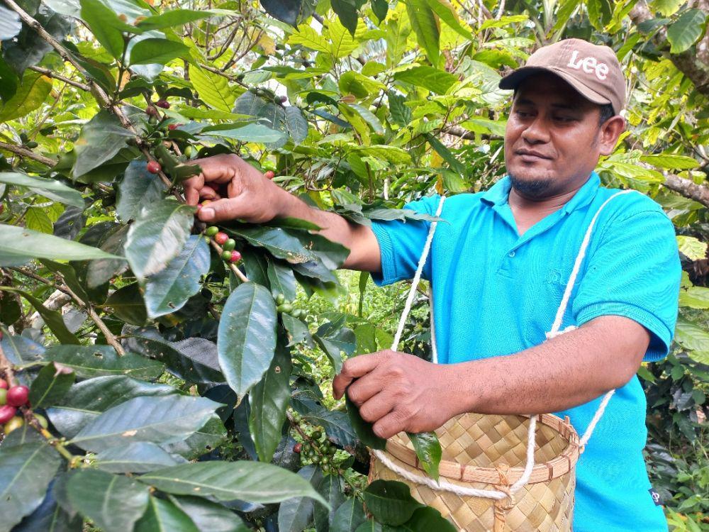 Cita Rasa dan Aroma Kopi Arabika Kamanuru Sigi di Pasar Internasional