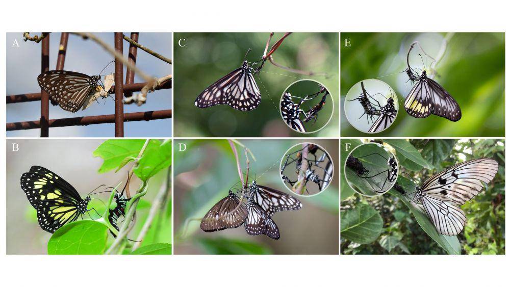 kupu-kupu menghisap larva (livescience.com)