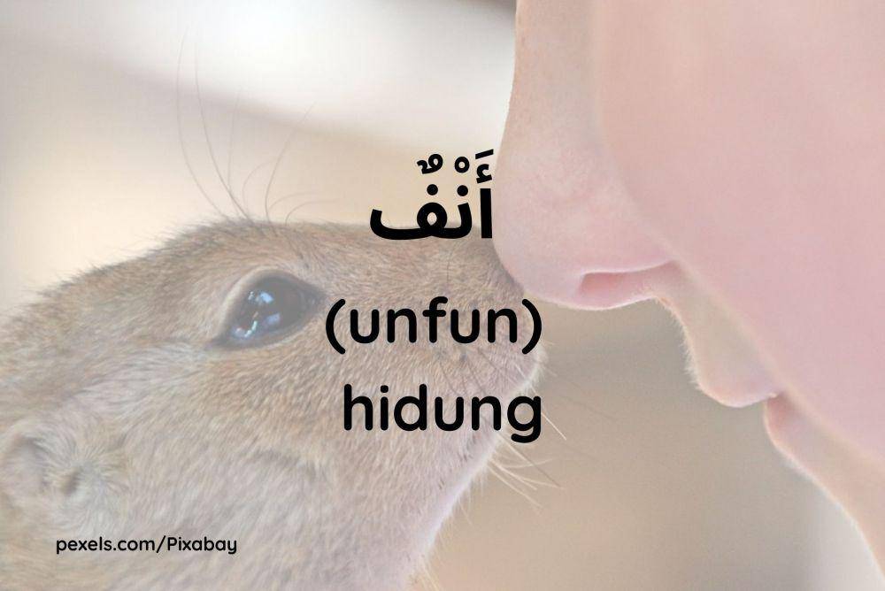 ilustrasi hidung (Dok.pribadi/Maisix Dela Desmita)