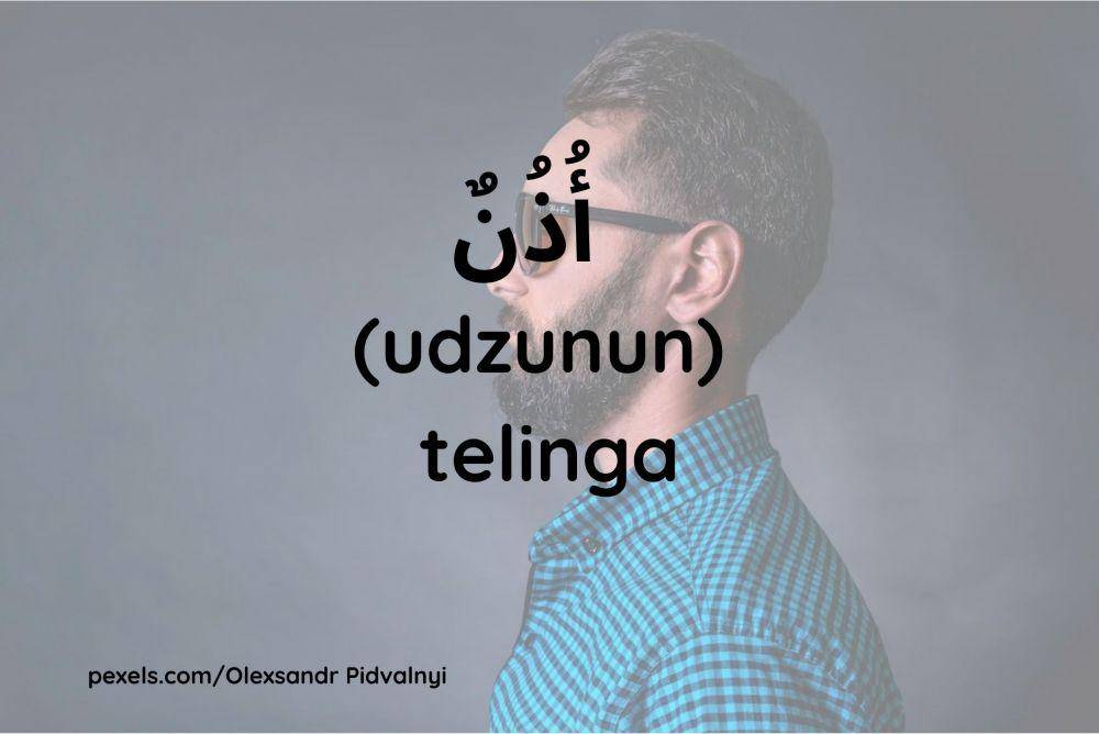 ilustrasi telinga (Dok.pribadi/Maisix Dela Desmita)