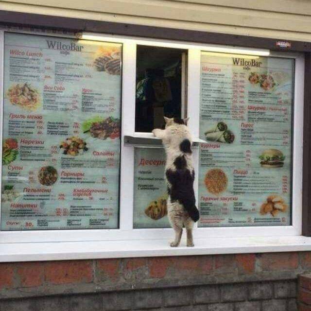 kucing independen (twitter.com/DontShowYourCat)