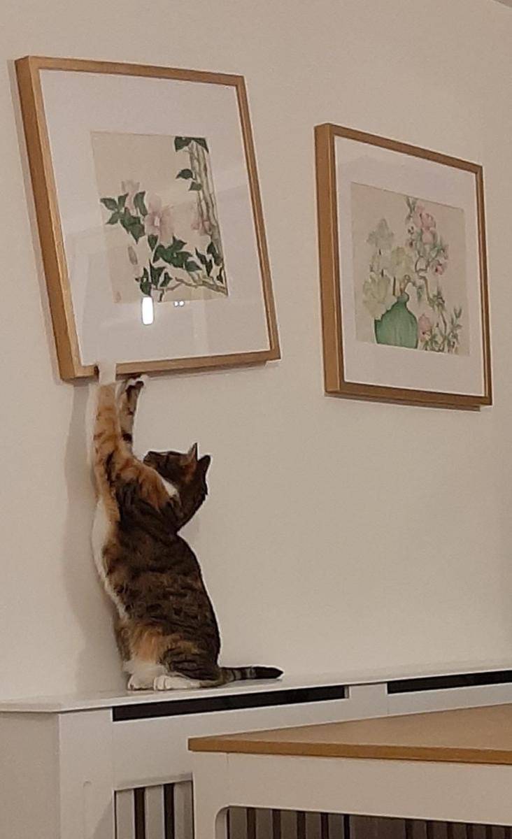 kucing independen (twitter.com/DontShowYourCat)