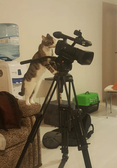 kucing independen (twitter.com/DontShowYourCat)